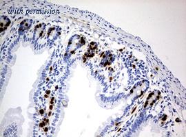 OriGene CF190216 image 1