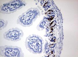 OriGene CF190219 image 1