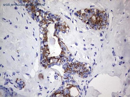 OriGene CF190228 image 1