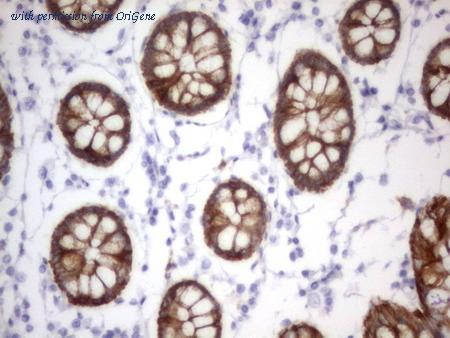 OriGene CF190229 image 1
