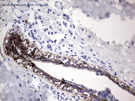 OriGene CF190248 image 1