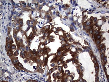 OriGene CF190262 image 1