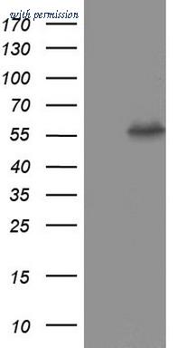 OriGene CF190265 image 1