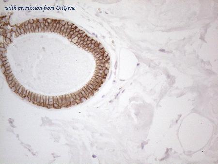 OriGene CF190311 image 1