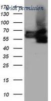 OriGene CF501530 image 1
