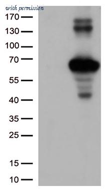 OriGene CF502059 image 1
