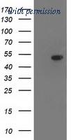 OriGene CF503192 image 1