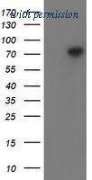 OriGene CF504813 image 1