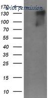 OriGene CF505883 image 1