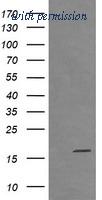 OriGene CF505959 image 1