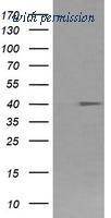 OriGene CF506343 image 1