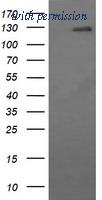 OriGene CF506380 image 1