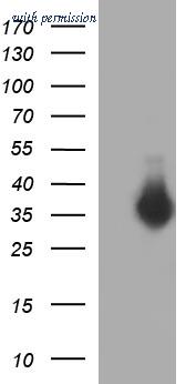 OriGene CF507218 image 1