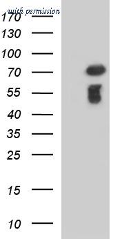 OriGene CF507335 image 1