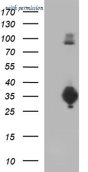 OriGene CF507339 image 1