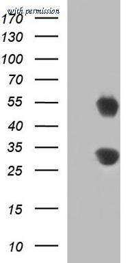 OriGene CF507380 image 1