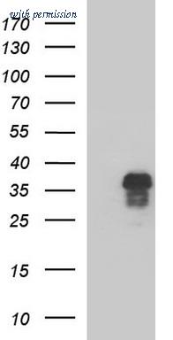 OriGene CF507382 image 1