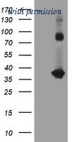 OriGene CF800226 image 1