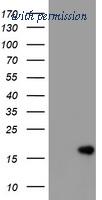 OriGene CF800980 image 1
