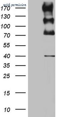OriGene CF801074 image 1