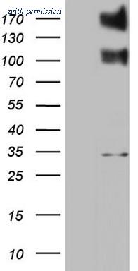OriGene CF801097 image 1