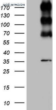 OriGene CF801099 image 1