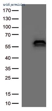 OriGene CF801108 image 1