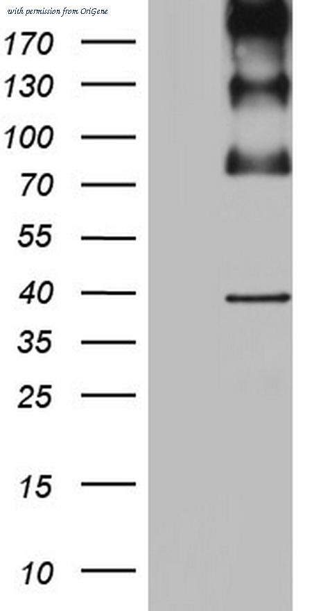 OriGene CF801115 image 1