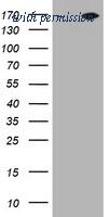 OriGene CF801161 image 1