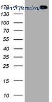 OriGene CF801164 image 1