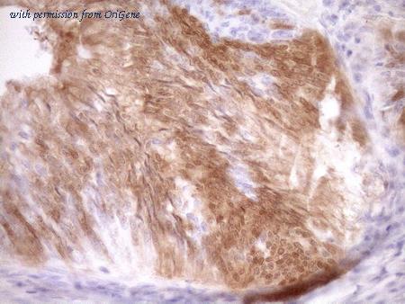 OriGene CF801624 image 1