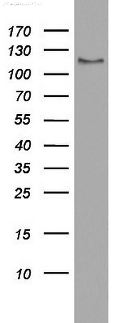 OriGene CF801869 image 1