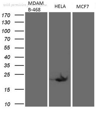OriGene CF801874 image 1