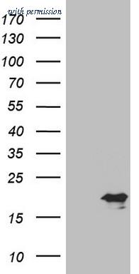 OriGene CF802082 image 1