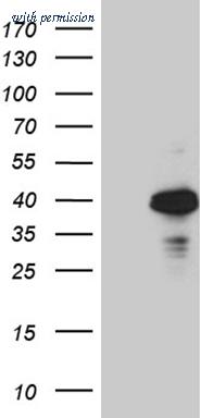 OriGene CF802457 image 1