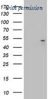 OriGene CF802575 image 1