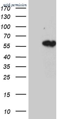 OriGene CF803190 image 1