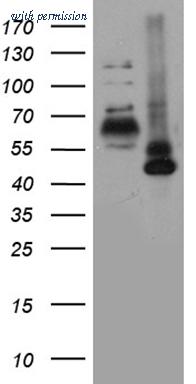 OriGene CF803241 image 1