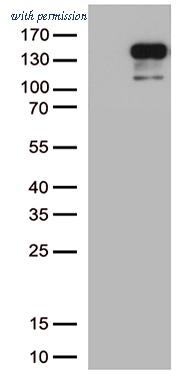 OriGene CF803324 image 1