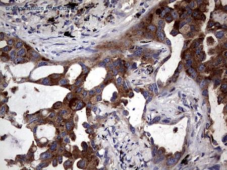 OriGene CF803392 image 1