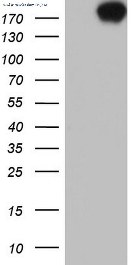 OriGene CF803550 image 1
