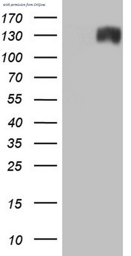 OriGene CF803578 image 1