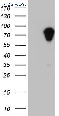 OriGene CF803655 image 1