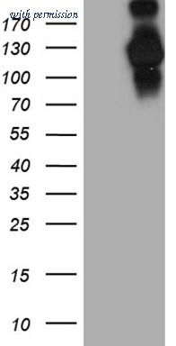 OriGene CF803665 image 1