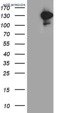 OriGene CF803671 image 1
