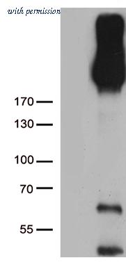OriGene CF803702 image 1