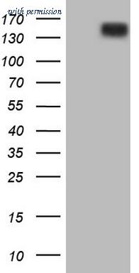 OriGene CF803738 image 1