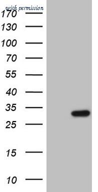 OriGene CF803741 image 1