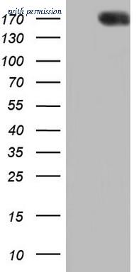 OriGene CF803788 image 1