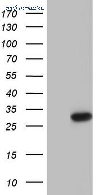 OriGene CF803822 image 1